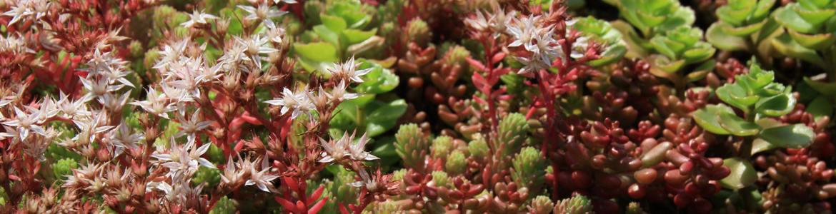 sedum groen dak